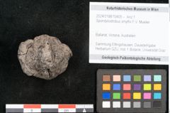 Foto (Objekt + Etikett) von Spondylostrobus smythii F.V. Mueller (NHMW-GEO-2024-0188-10405)